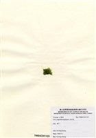 藏品(牡丹菜)的圖片